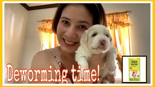 HOW TO DEWORM A PUPPY FIRST DEWORMING 3 weeks old puppy [upl. by Fanchet]