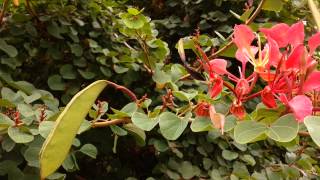 Bauhinia galpinii Seed Pods  Red Orchid Tree HD 04 [upl. by Aronoff]