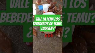 Así FUNCIONAN los BEBEDEROS PARA GALLINAS QUE VENDEN EN SHEIN Y TEMU ¿VALEN LA PENA [upl. by Florio356]