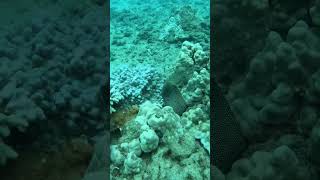 Moray eel in Kaua’i scubadiving kauai eel fathomfiverdivers [upl. by Merkle342]