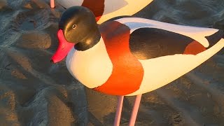 Les blettes ces drôles doiseaux de la Baie de Somme [upl. by Tayler]