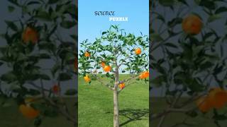 Inside A Orange Fruit  Quantum World  scipuz  shorts science [upl. by Christina]