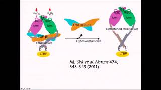 Therapeutic Insights from Integrin Knockout Mice [upl. by Anerom]