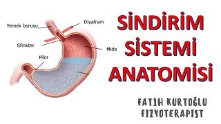 Sindirim Sistemi  ANATOMİ SİSTEMLER KONU ANLATIMI 16 [upl. by Jennifer]