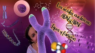 Ácidos nucléicos ADN y ARN Tipos y función BioESOsfera  Biología [upl. by Akiehsat]