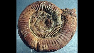 Ammonites One of the most iconic fossil animals [upl. by Attekal]