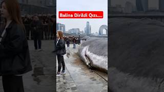 Xəzərdəki Balina Dirildi Və Qızı maraqlivideolar gülmelivideolar mizah [upl. by Lirba]