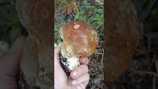 Porcino estatino autunnale 🍄‍🟫 boletus porcini funghiporcini funghi boletusaestivalis fungo [upl. by Araas683]