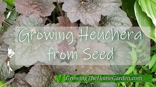 How to Grow Heuchera from Seeds Coral Bells An EASY Perennial to Grow [upl. by Felicio]