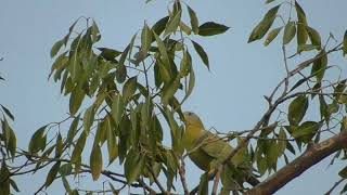 yellowfooted green pigeon calls [upl. by Etteb]