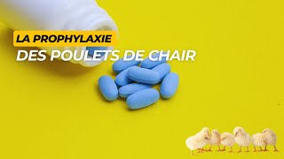 La prophylaxie médicale en élevage des poulets de chair [upl. by Siednarb]