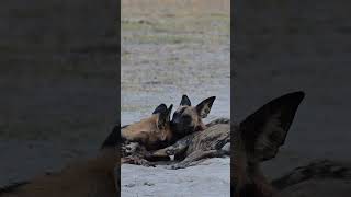 Wild Dogs Cuddling in the Sand 🐾❤️ [upl. by Alial941]