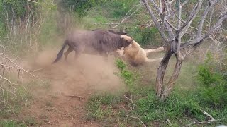 Wildebeest Vs Lion In Fight For Life [upl. by Yddur]