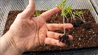 How To Successfully Deal With Leggy Tomato Seedlings [upl. by Nayt]