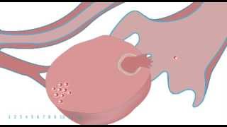 Menstrual Cycle and Pregnancy Animated [upl. by Booze]