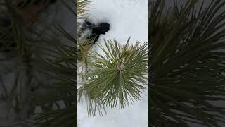 Pinus mugo Smelkovna variegata 💚🌲💚281124🌲🍁❄️ [upl. by Eanej]