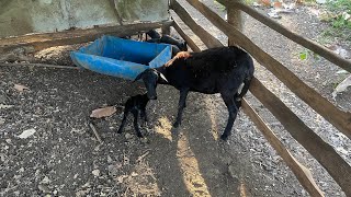 Nacimiento ovino Primer parto de nuestras ovejas 🐑 aumentando el rebaño borrego [upl. by Aicital]