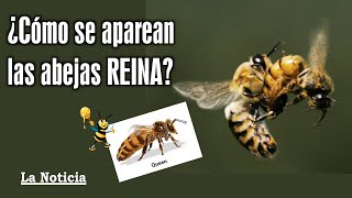 ¿Cómo se aparean las abejas REINAS 🐝 [upl. by Lauren]