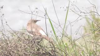 Creatophora cinerea  estornino carunculado  watled starling [upl. by Dearborn]