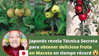 😱 El SECRETO JAPONÉS para cultivar Árboles FRUTALES en MACETAS en menos de 30 DIAS 🪴🍎 [upl. by Colson]