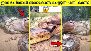 അനാകോണ്ടകൾ ഇങ്ങനെ ചെയ്യുന്നത് എന്തിന് Unknown Facts About Anaconda Malayalam Storify [upl. by Atinahs]