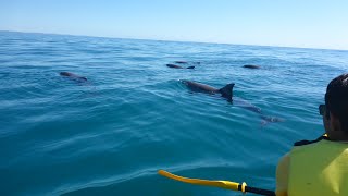 Dolphin View Kayak Tour  Noosa to Double Island Point [upl. by Eilagam]