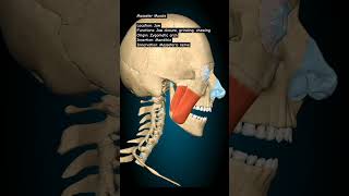 Masseter humananatomy anatomy humananatomyandphysiology [upl. by Rawden539]