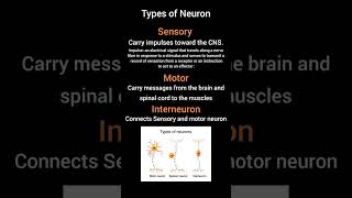 Types of Neuron  Sensory  Motor and Interneuron  Clinical Psychologist Iqra Saeed [upl. by Whitnell]