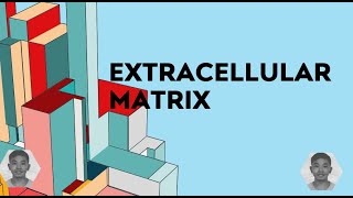 EXTRACELLULAR MATRIX [upl. by Asinla991]