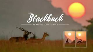 Blackbuck Mating by Manoj Sahoo [upl. by Anikes]