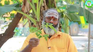 முருங்கை இலை சாறை தினமும் குடிப்பதால் கிடைக்கும் அற்புத பலன்கள்  murungai keerai payangal Drumstick [upl. by Kubetz]