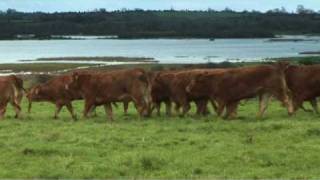 Irish Limousin Cattle Society [upl. by Gardy]