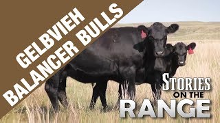 Gelbvieh Balancer bulls [upl. by Adnof]