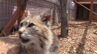 A Montana Bobcat A small cat but big power [upl. by Lareneg219]