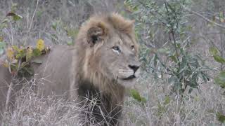 Ulusaba Lodge in 4K  Kruger Park  South Africa  Lion Sighting  10 September 2023 [upl. by Pardoes290]