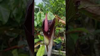 Amorphophallus spectabilis fully bloom nature relaxing amorphophallus gardening plantvanjava [upl. by Gideon]