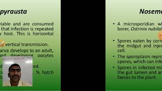 fungal Biopesticide [upl. by Aeneg]