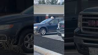 Big White Dog checking out the action through sunroof [upl. by Kachine]