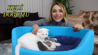 KEDİ DOĞUMU  KEDİMİZ DOĞURDU BİRÇOK YAVRU KEDİMİZ OLDU [upl. by Nwahsed]