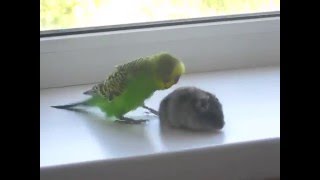 quotджунгарский хомячокquot VS quotпопугайquot quot Jungar hamster quot VS quot parrot quot [upl. by Israel580]