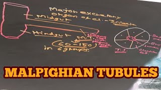 Malpighian Tubules in Details  Structure Location and Function of Malpighian Tubules [upl. by Reece]