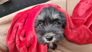 Miniature Schnauzer Puppy First Day at New Home [upl. by Ozner]