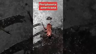 তেলাপোকা  Periplaneta americana shorts kokroch Telapoka আরশোলা short trending ককরোচ [upl. by Alverta652]