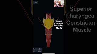 Part’s of Pharynx  Pharynx  Anatomy pharynx anatomy medical music science anatomymadeeasy [upl. by Nannoc179]