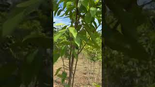 Aquilaria tree farming in Vietnam [upl. by Isobel]