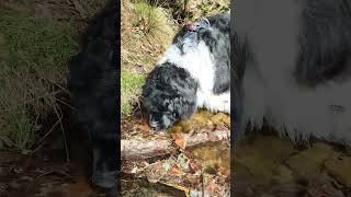 💦🏔️🏞️ landseer newfoundlanddog puppy cute newfoundlandandlabrador dog nature pies hiking [upl. by Yerak930]