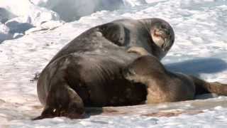 Introduction to Weddell Seals [upl. by Wendy953]