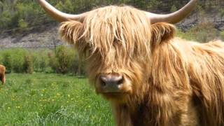 Tannahill Weavers  When The Kye Come Hame When The Cows Come Home [upl. by Gemperle]