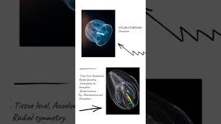 PHYLUM CTENOPHORA shorts biology [upl. by Atwahs]