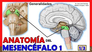 🥇 Anatomía del MESENCÉFALO 13 Cerebro Medio ¡Explicación Fácil [upl. by Ambros]